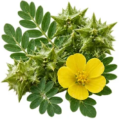 Tribulus terrestris — ingrediente de {{OFFER_NAME}}